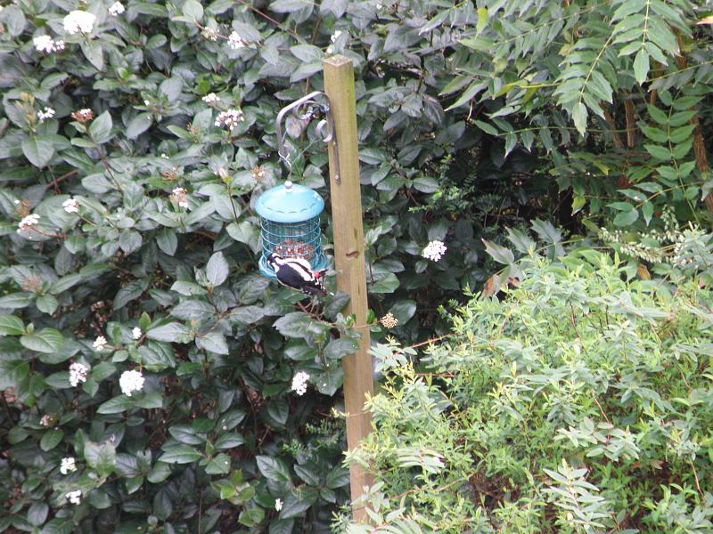 P4091963 Woodpecker.JPG